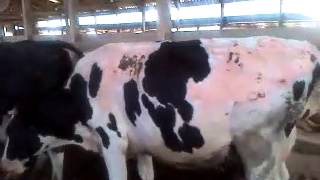 Cow with photosensitization 1 month later [upl. by Meyers257]