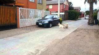 Pelea de perros callejeros [upl. by Ahsin]