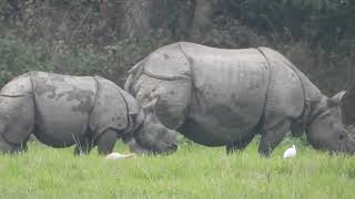 Rhino in chitwan  safari animals  chitwan national park [upl. by Merill]