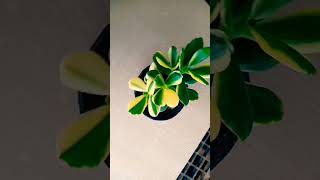 crassula ovata plants shorts plants garden viralvideo [upl. by Airehc]