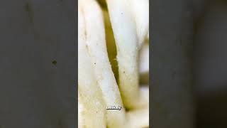 Fact OR CAP  Microscopic MITES in 2 minute Noodles [upl. by Abekam]