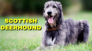 Scottish Deerhound Pros And Cons  Breed Profile  Interesting Facts [upl. by Sherar]