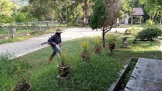 Easyman amp Brush Cutter TL33 🏡Cikgu Zamri Kampung Raga ⛽Ron 65🐝Bee Wings Gasoline [upl. by Haibot]