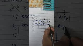 Dihybrid Cross Click link for complete video httpsyoutubeUL1GBpiqfAYsiPzswqJu4bB6TsEhS [upl. by Elgna]