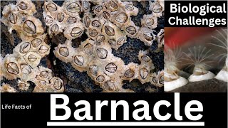 Barnacle [upl. by Halika401]