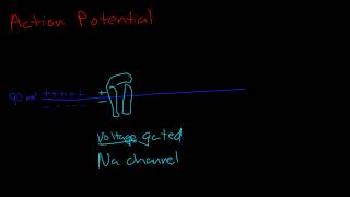 Resting potential and action potential [upl. by Wolpert]