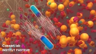 Listeria monocytogenes a unique model in infection biology [upl. by Ruelu]