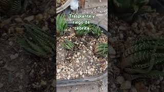 Trasplante y riego de cebrita o haworthia [upl. by Dnaltruoc]