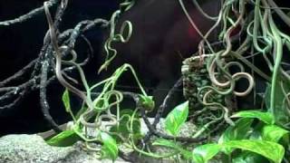 Behind the Scenes Burmese Vine Snake Feeding  California Academy of Sciences [upl. by Petras260]