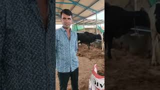 Divine Feed customers Review hf animalfeeding cattlefeed feedformulation feeding [upl. by Esertak]