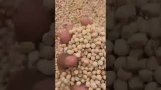 Pigeon Peas credit Sahel AgriSol  public domain [upl. by Ilatan]