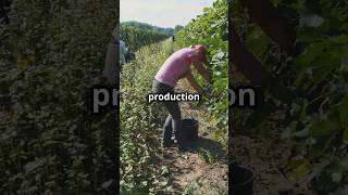 Grape Harvest Celebration in France [upl. by Vere]