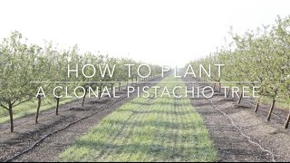 Duarte Nursery How to Plant a Clonal Pistachio Tree [upl. by Lessig]