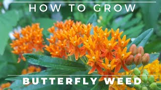 Complete Guide to Butterfly Weed  Grow and Care Asclepias tuberosa [upl. by Lecia]