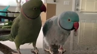 Parrots incredibly talk to one other like humans [upl. by Coltun]