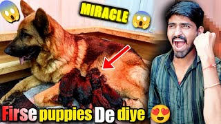 GSD NE FIRSE PUPPIES DE DIYE 😱l MIRACLE l german shepherd giving birth l 1 bitch 9 pups l homebirth [upl. by Amerak]