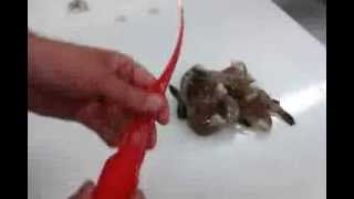 How to Peel and Devein Shrimp  Giovannis Fish Market [upl. by Dulcinea]