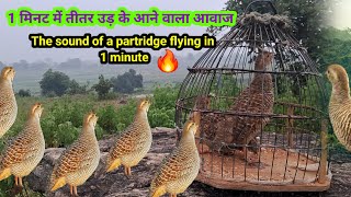 एक मिनट में तीतर उड़ के आने वाला आवाज  The sound of a partridge flying in 1 minute  francolin [upl. by Koch783]