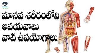 మానవ ధర్మములు  manava dharmam [upl. by Littman604]