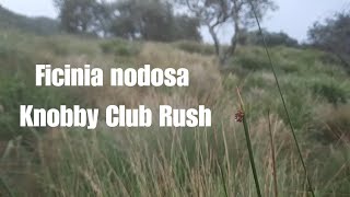 Ficinia nodosa Knobby Club Rush  Australian Native Plant Profile [upl. by Heinrik]