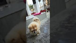 Chow chow dog [upl. by Dagmar]