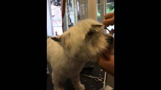 Westie pet Head dogs delight [upl. by Ragouzis]