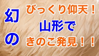 びっくり仰天！ついに山形県の山で幻のきのこと出会う [upl. by Virgil148]