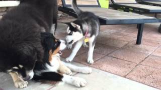 Tibetan mastiff Australian Shephard and husky [upl. by Llij]