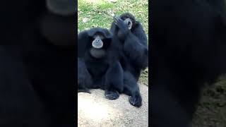 Siamang Gibbon Howling Sounds And Habitat shorts [upl. by Enenaj]