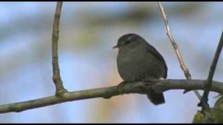 Zaunkönig  Troglodyte mignon  Wren [upl. by Bakerman]