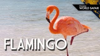 Have You Ever Seen a Flamingo Fly [upl. by Erika]