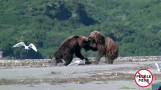 Two Female Grizzlies Battle Over A Fish [upl. by Yorgos]