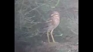 Stone Curlew Burhinus oedicnemus [upl. by Deanna]