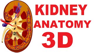 Kidney Anatomy DETAILED Renal Nephron Urinary System [upl. by Bowers460]