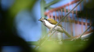 These Birds are Hunted Blue faced Honeyeaters [upl. by Eitsyrhc]