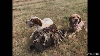 CODORNIZ Media Veda 2019 Castilla y León [upl. by Wilone]