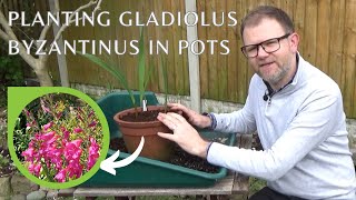 Planting Gladiolus byzantinus in Pots  Spring Flowering Perennial Gladioli Bulb Corm Growing Tips [upl. by Llehcnom904]