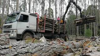 Camiones forestales Panguipulli rotobec💪 [upl. by Othella]