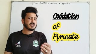 Oxidation of Pyruvate Link reaction biology class 11 [upl. by Dunaville]