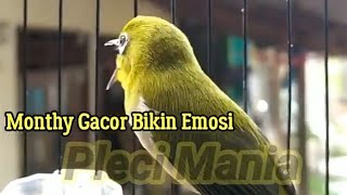 Pleci Monty Bikin Emosi ikutan Gacor Saat Malas bunyi [upl. by Akeemaj]