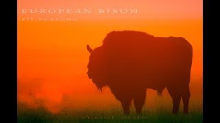 European Bisons [upl. by Garrott794]