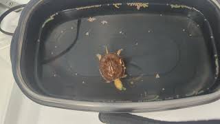 Hatchling McCords Box Turtle Cuora mccordi eating [upl. by Eetsirhc]