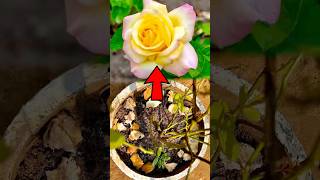 ଗୋଲାପ ଗଛ ପାଇଁ ଖତ 🌹rose fertilizer odia gardening tips viral [upl. by Ynattirb]