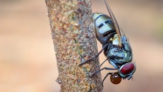 Config 🦋Japir🦋 Gcam BSG81 [upl. by Lehctim]