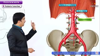 Abdominal Aorta Anatomy Animation  Origin Course Branches  USMLE Step 1 [upl. by Entwistle]