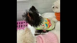 Havanese Poodle puppies for sales Adoption [upl. by Iv]