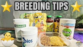 Bird Vitamins and Supplements for breeding and overall health [upl. by Aiz]