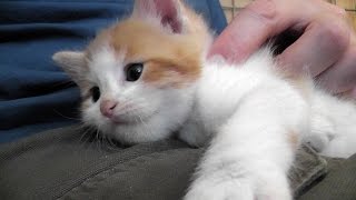 Jimi The Love Bug Kitten  Part 2 [upl. by Donnie]