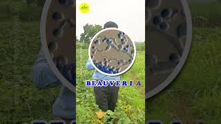 Natural Pest Control with Beauveria bassiana  Biopesticide Fungus  Biological Pest Management [upl. by Eatnuahs]