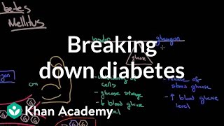 Breaking down diabetes  Endocrine system diseases  NCLEXRN  Khan Academy [upl. by Acireed]